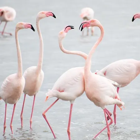 Is Solinas 3* Masainas