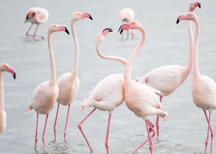 Is Solinas 3* Masainas